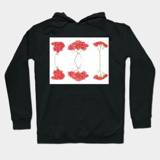 Achillea  &#39;Fanal&#39;  Yarrow  Syn.  Achillea &#39;The Beacon&#39; Hoodie